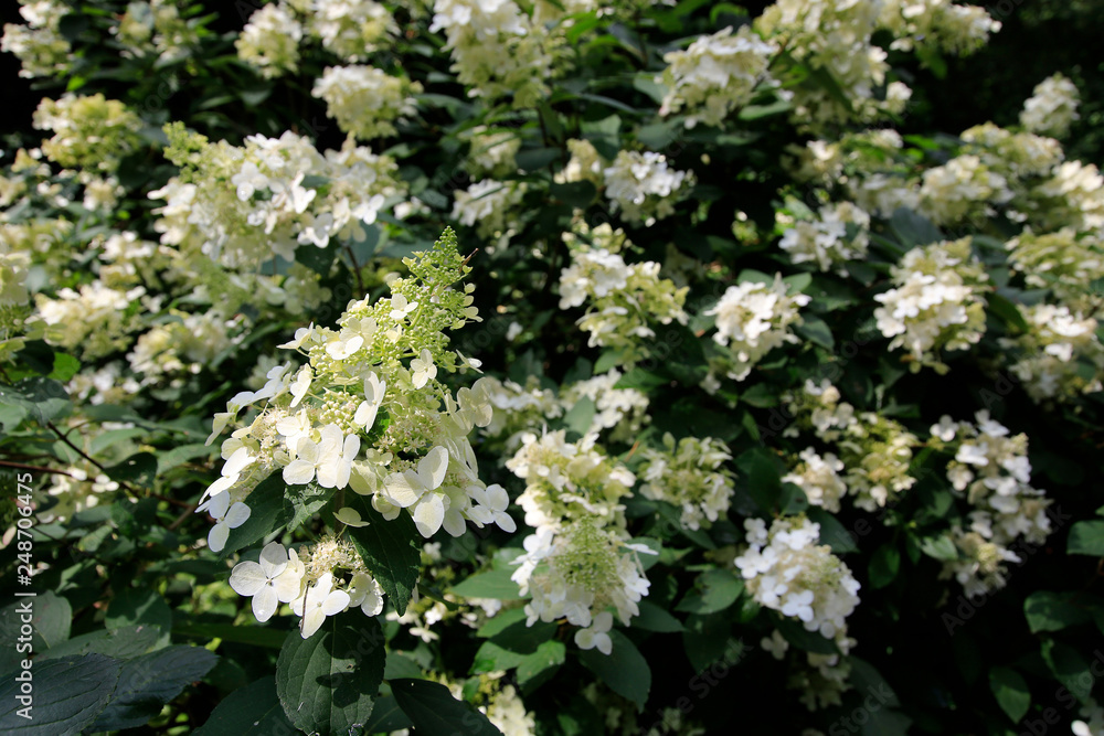 Hortensien (Hydrangea) Busch mit weißen Blüten Hortensien (Hydrangea) Busch mit weißen Blüten