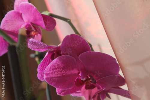 pink orchid