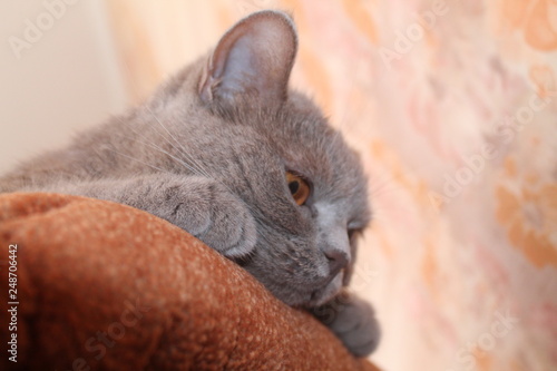 cat with big eyes