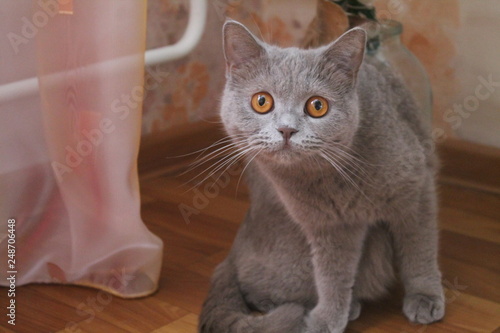 cat with big eyes