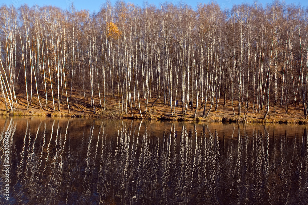 Autumn birch grove reflected in the water.