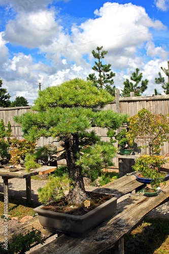 Bonsai displayed on an outdoor bench