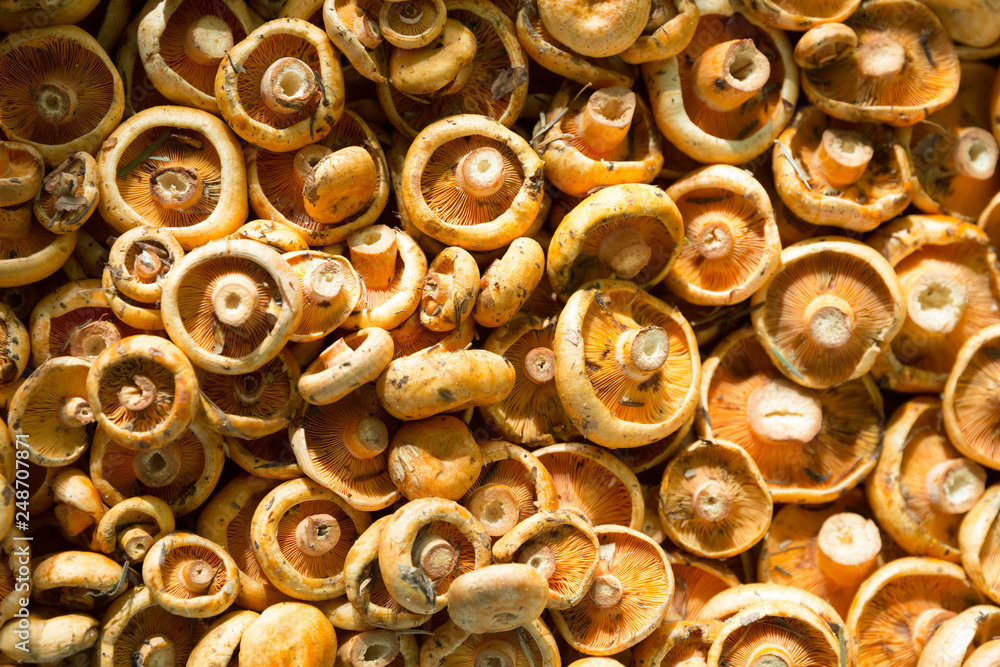 Box of brown champignon mushrooms