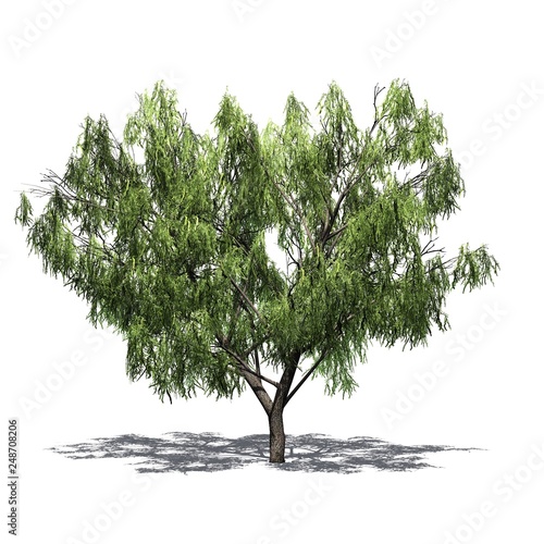 Honey Mesquite tree with shadow on the floor - isolated on white background