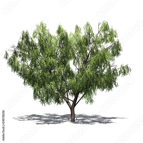 Photos Honey Mesquite tree with shadow on the floor - isolated on white background