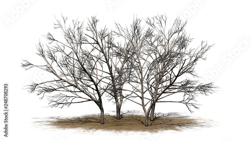 various Honey Mesquite trees in winter on a sand area - isolated on white background