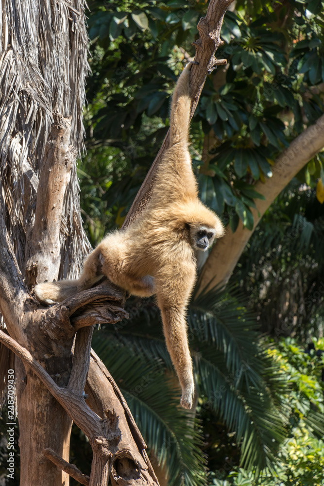 Fototapeta premium a monkey hung on a tree branch
