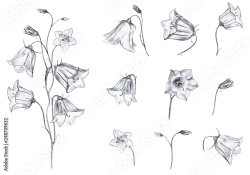 Hand drawn floral set of isolated objects with graphic bluebell flowers, stem and buds on white background