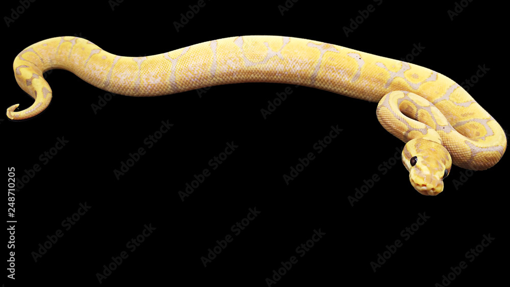 Obraz premium close up of a python