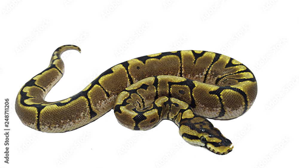 Naklejka premium snake isolated on white background
