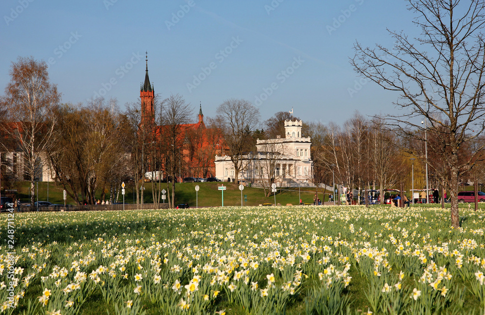 Obraz premium The popular daffodil park in Druskininkai Thousands of flowers are blooming. at the same time. The landmarks of the town are at the background.