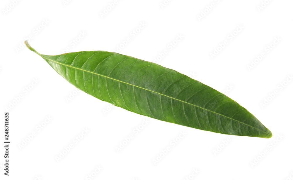 Fresh green mango leaf on white background Fresh green mango leaf on white background