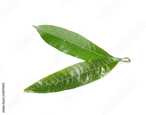 Green mango leaves with water drops on white background