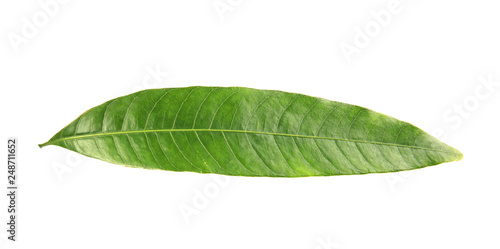 Fresh green mango leaf on white background