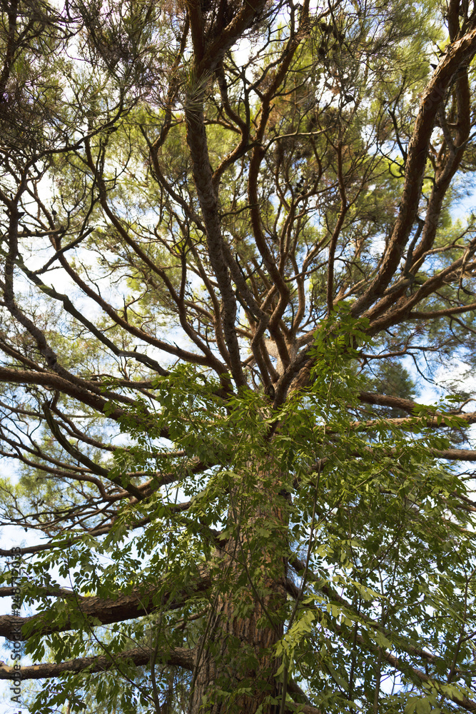 Fototapeta premium A frightening tree with many branches