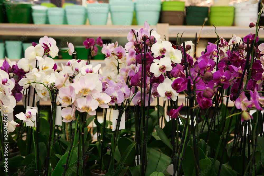 Fototapeta Assortment of beautiful orchid flowers at floral shop