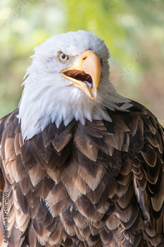 portrait of an american bald eagle © Uladzimir