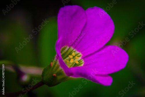 Macro shot beautiful pink oxalis magnifica flowers in the garden	