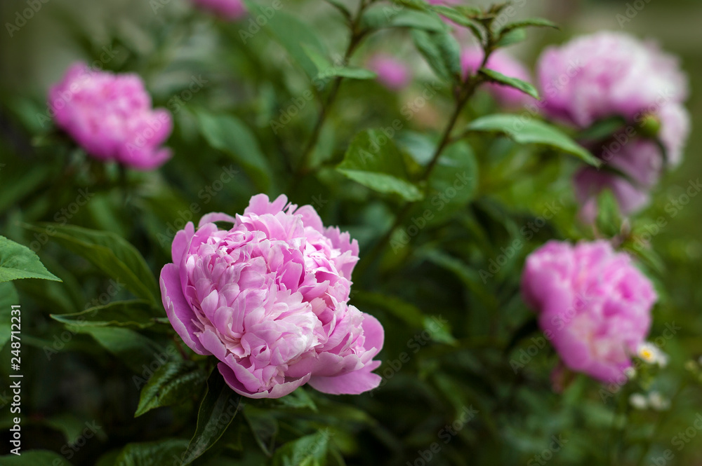 Pink peonies in the garden. Blooming pink peony. Closeup of beautiful pink Peonie flower. Pink peonies in the garden. Blooming pink peony. Closeup of beautiful pink Peonie flower.