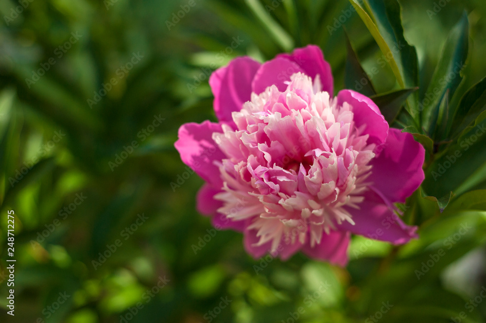 Pink peonies in the garden. Blooming pink peony. Closeup of beautiful pink Peonie flower. Pink peonies in the garden. Blooming pink peony. Closeup of beautiful pink Peonie flower.