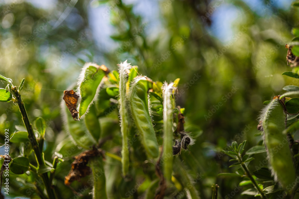 great nature of Banks Peninsula, close up nature photography, macro nature image wallpaper, New Zealand's amazing nature and plants great nature of Banks Peninsula, close up nature photography, macro nature image wallpaper, New Zealand's amazing nature and plants