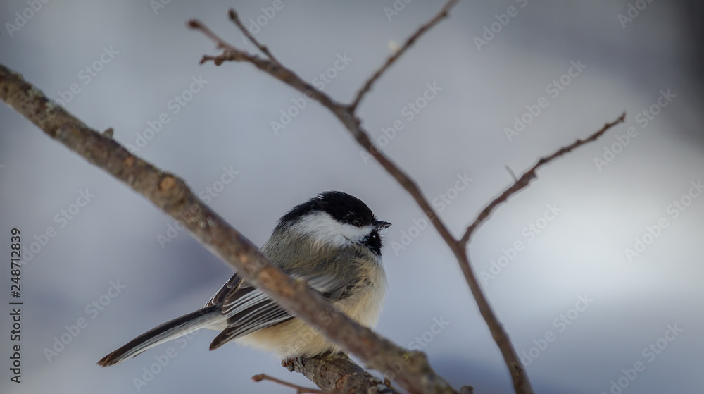 Naklejka premium Black-capped Chickadee During The Winter