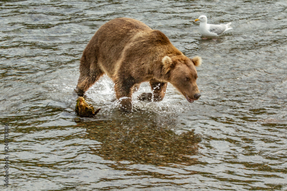 Alaskan grizzly (brown) bear running through river in Brooks Falls, Alaska, USA Alaskan grizzly (brown) bear running through river in Brooks Falls, Alaska, USA