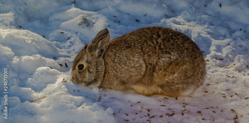 Eastern Cottontail Rabbit After A Snow Stormk