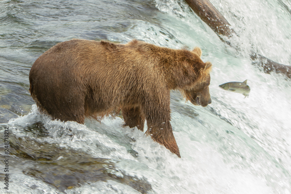 Closeup photo of a an Alaskan grizzly bear fishing for salmon on top of a waterfall at Brooks Falls, Alaska, USA. A salmon fish is in midair in front of the bear. Closeup photo of a an Alaskan grizzly bear fishing for salmon on top of a waterfall at Brooks Falls, Alaska, USA. A salmon fish is in midair in front of the bear.