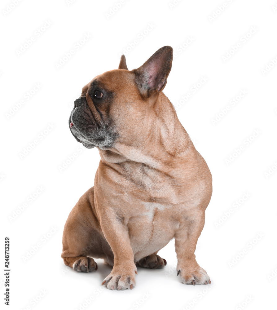 Fototapeta premium Cute French bulldog on white background. Funny pet