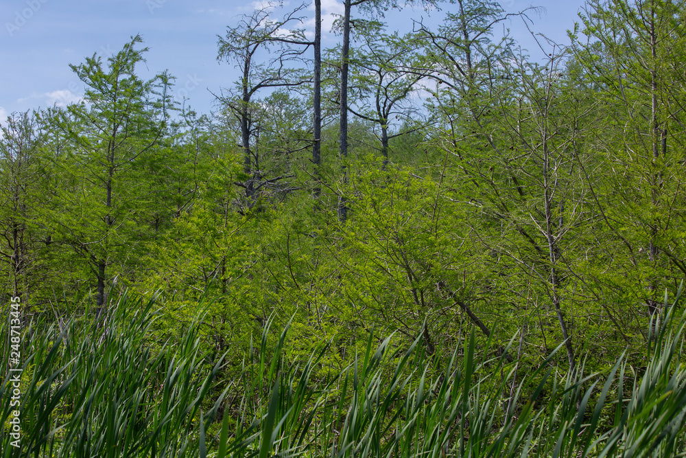 Fototapeta premium Skyline in the Forest