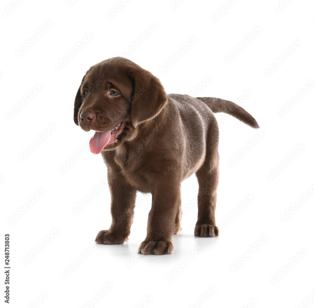 Chocolate Labrador Retriever puppy on white background