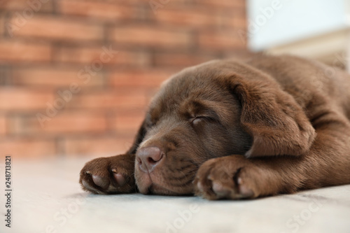 Chocolate Labrador Retriever puppy sleeping on floor indoors