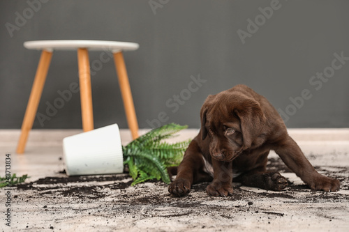 Obraz na plátně Chocolate Labrador Retriever puppy with overturned houseplant at home