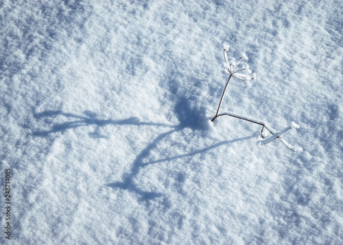 with frosts dry grass on the snow