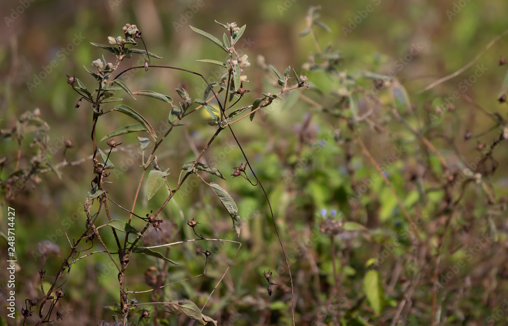 Autumn Weeds Autumn Weeds