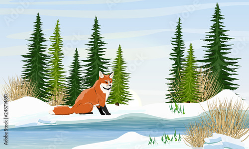 Fox sits on the bank of spring river. Spruce trees, dry grass, the first snowdrops. Spring. Melting ice and snow. Wild animals of Europe, America, Scandinavia and Canada. Realistic Vector Landscape