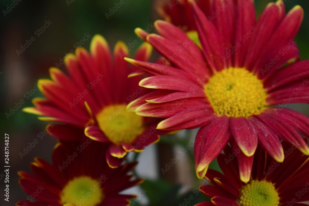 closeup of red flower closeup of red flower