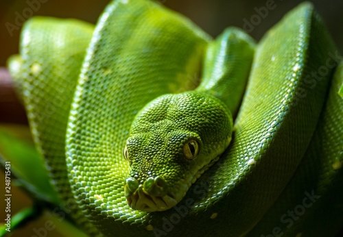 Green tree python on a branch.