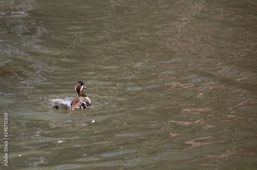 Silver Teal Duck Swimming © Brandy McKnight