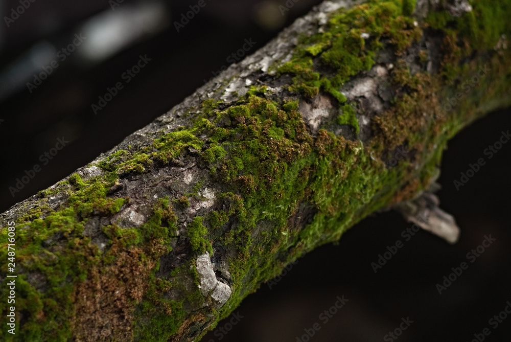 moss on a tree branch moss on a tree branch