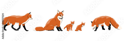 Fényképezés A collection of foxes in various poses