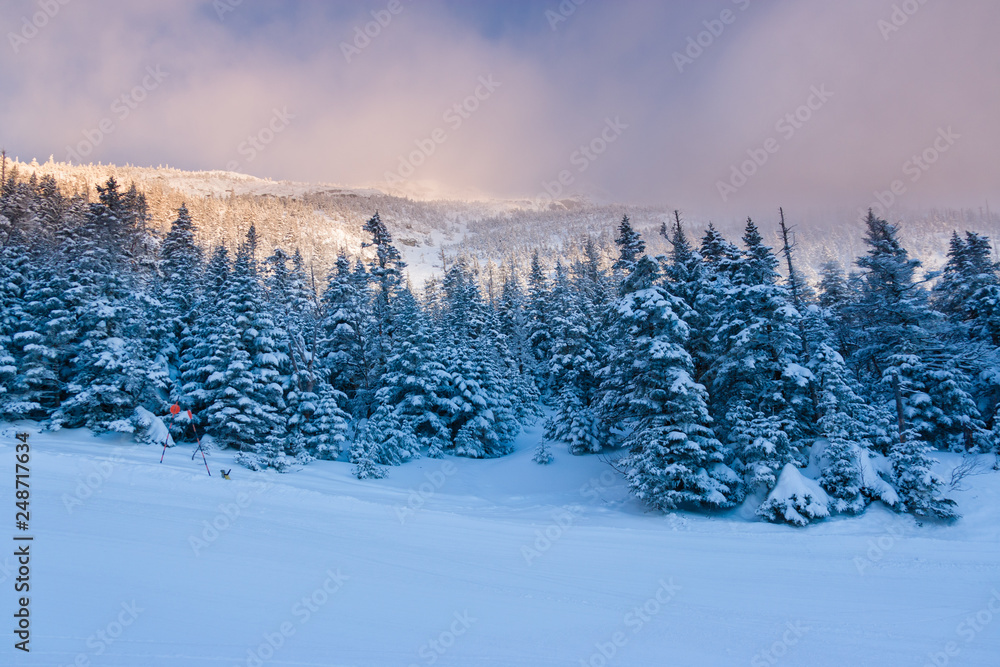 Obraz premium Snow covered trees on Mt. Mansfield, Stowe, Vermont, USA