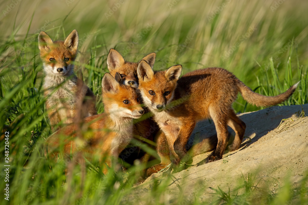 Four little red fox, vulpes vulpes, young cubs near den curiously watching around. Cute little wild predators in natural environment. Family of animals in wilderness. Four little red fox, vulpes vulpes, young cubs near den curiously watching around. Cute little wild predators in natural environment. Family of animals in wilderness.