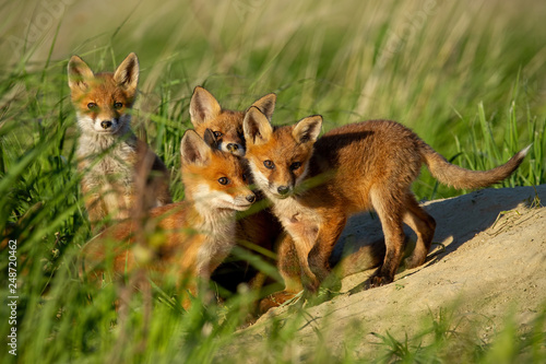 Obraz na płótnie Four little red fox, vulpes vulpes, young cubs near den curiously watching around. Cute little wild predators in natural environment. Family of animals in wilderness. w salonie