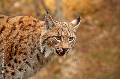 Detailed close-up of adult Eurasian lynx, lynx lynx, in autumn forest. Endangered mammal species in natural environment. Wildlife scenery with predator in wilderness.