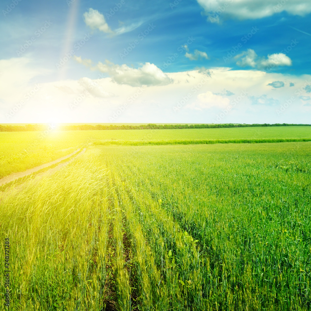 Obraz premium Green field and blue sky with light clouds. Above the horizon is a bright sunrise.