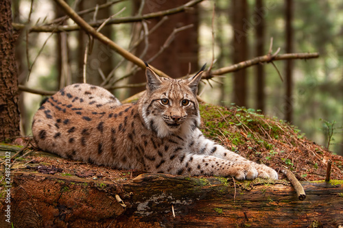 Eurasian lynx laying on fallen tree in autumn forest with blurred background. Endangered mammal predator in natural environment. Wildlife scenery from nature. photo