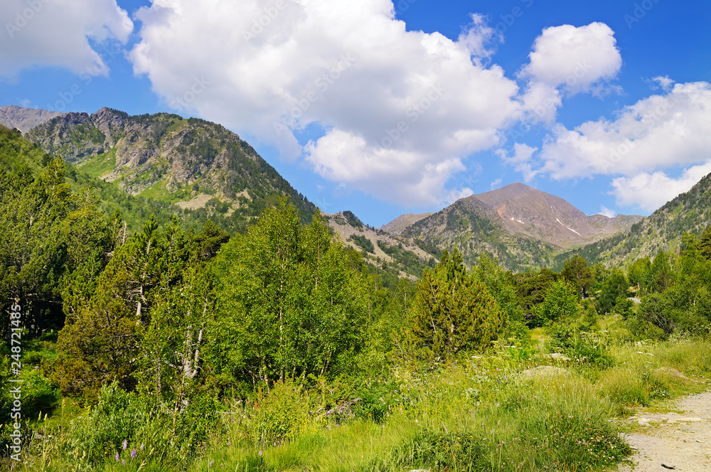 Picturesque mountain slopes with blooming herbs and coniferous trees.