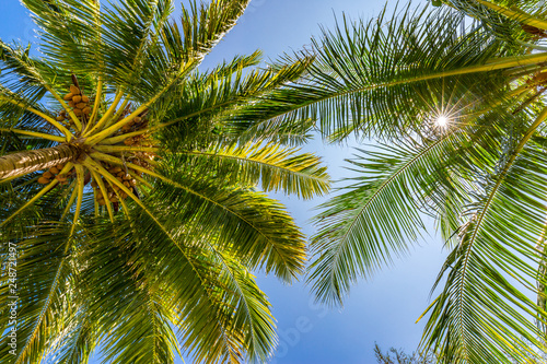 Tropical trees background concept. Beautiful exotic nature view, wonderful palm trees, looking up